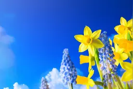 三月桃花开图片