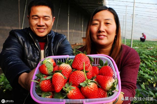 瀛︿細鐢ㄥソ杩欏嚑鎷涳紝鑽夎帗鑺辫娊鏃╁垎鍖栥€佹灉瀹炴棭鎴愮啛锛屾姠鍏堜笂甯傚崠楂樹环