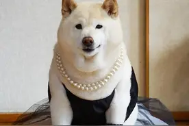 每天戴珍珠链，穿黑色晚装？贵气阔太13岁柴犬神秘身份曝光图片