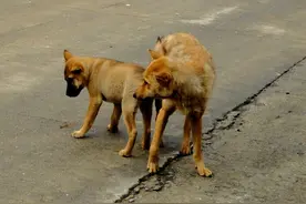 故事：老人的大黄狗图片