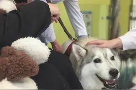 二哈虚张声势张着嘴想咬医生，结果被铲屎官无情拆穿：老了牙不好图片