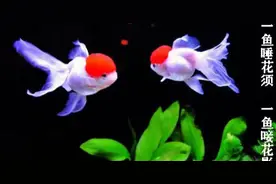 金鱼：让金鱼活得时间更长，不只有撒盐这一个办法图片