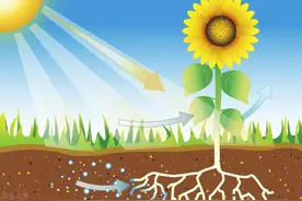 “光合作用”的作用超出你的想象！中科院老牌团队有新突破图片