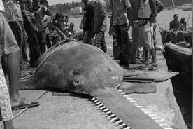 海中电锯杀鱼狂，只需对鱼摇摇头，片刻鱼儿就粉身碎骨图片