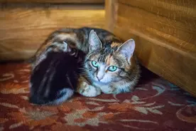 故事：王叔叔的口袋童话｜变猫图片