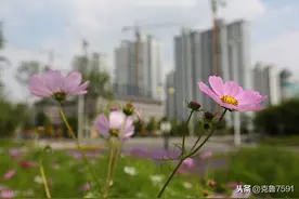 襄阳拆迁：襄城城南片区征收补偿预算审计中标结果公布图片