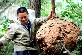 蜜蜂秋繁技术指导，要想蜜蜂顺利度过冬天，这五点一定要做好图片