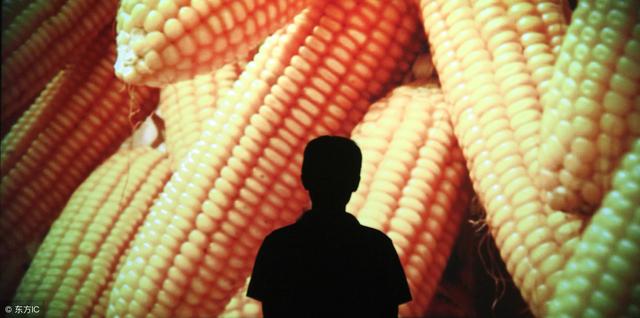 养鸡常用的植物蛋白质饲料有哪些？本文为您介绍7种！