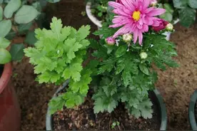好雨知时节，当春乃发生。 随风潜入夜，润物细无声图片