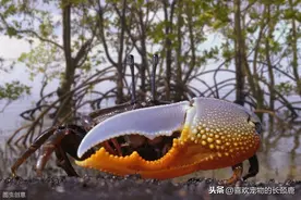 不对称的“畸形”动物——招潮蟹图片