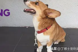 日粮配方和饲料加工，附宠物食品营养成分汇总表图片