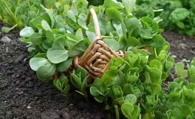 养鸡人都在收藏，农村随处可见廉价中草药，养鸡调理肠道用这些