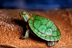 龟为什么会患肺炎？什么症状？怎么治疗？养龟你要知道这些图片