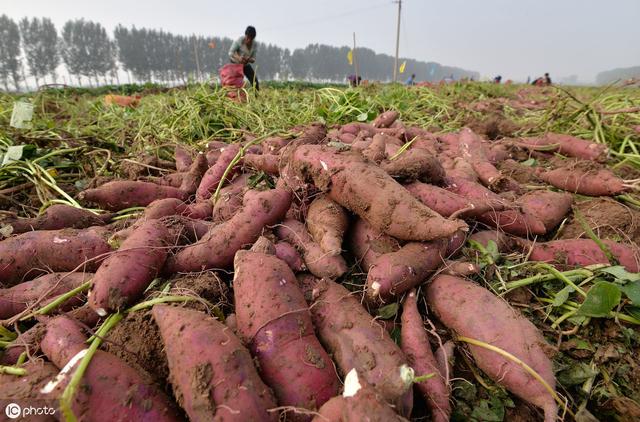 红薯种植的价值