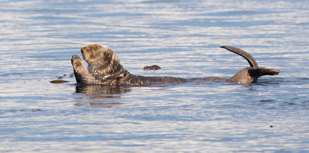 这么萌的水獭了解下?捂眼做祷告浑身都是戏,简直萌化你的心