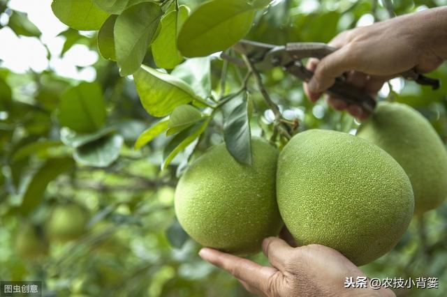 叶面肥使用看似简单，但未必人人能用对！10个方法教你提高肥效