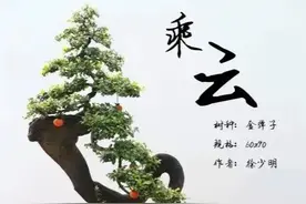 徐少明金弹子盆景《乘云》《伍味》赏析图片