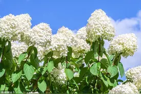 圆锥绣球扦插最佳时间到来，动动手指，变成圆锥绣球养殖“大户”图片