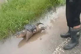 大雨过后路上出现个乌龟，起初没认出来，看清后：也太离谱了图片