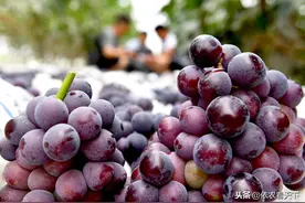 葡萄采后管理很重要，让果树做好“月子”，来年才能结好果子图片