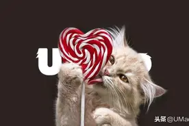 好好的小猫咪，怎么就得了糖尿病？！3大迹象不容忽视图片