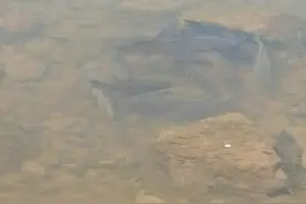 鱼群靠岸产卵？湘江现成群大鱼聚集，数斤重一条，有鲤鱼黑鱼草鱼图片