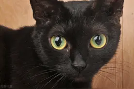 开车把猫扔到山里，回家后却见猫卧在家中图片