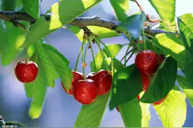 樱桃落果危害大，做对这些，轻松解决效果佳图片