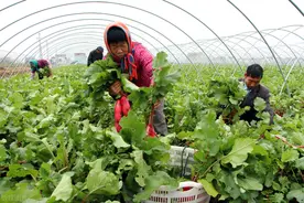 市场的萝卜为啥又大又光滑？萝卜摘叶好处多，农民要掌握摘叶时间图片