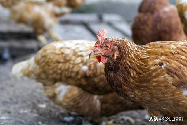 小苏打治疗鸡皮肤