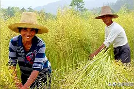 今春未闻油菜花香，但那些年收割油菜籽弄成大花脸的记忆永远都在图片