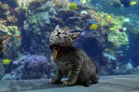 萌猫萌狗参观海底世界，只能看不能吃鱼哟图片