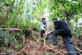重庆农民夫妻进山挖“野货”，每天轻松收入400元，看是啥图片