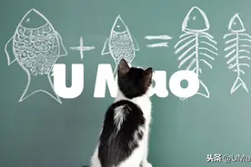 喵星人智商小测试，看看你家崽是不是真的傻？图片