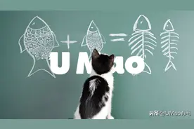 喵星人智商小测试，看看你家崽是不是真的傻？图片