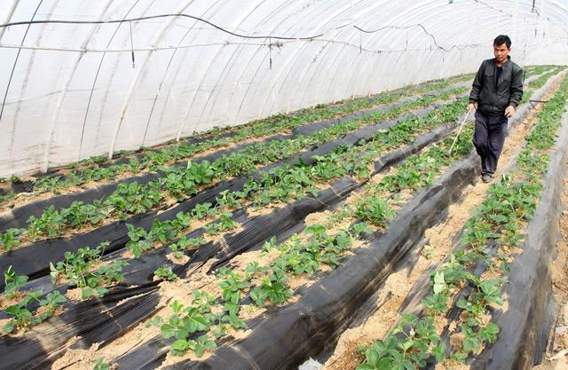 头茬草莓价格高！二三茬果能跟上吗？避免早衰，才能来花、来果！