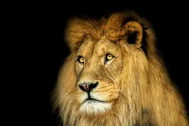 夫妻二人森林遇到狮子，妻子的选择，傻柱没听明白？图片