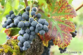 买葡萄时，无论什么品种，只要发现这4点，基本都是激素葡萄图片