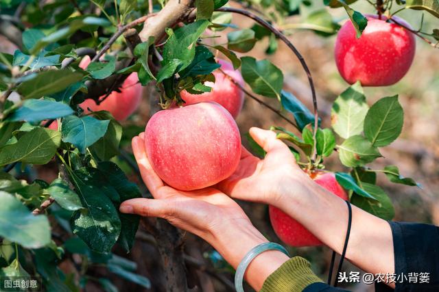 如何提高苹果花芽分化的的数量和质量？这六个技术要点要明确