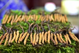 藏在幼虫驱壳里的药草：冬虫夏草，它不是保健品，别被骗了图片