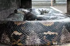 世界上最大的蛇，千奇百怪的蛇类吓倒众人图片