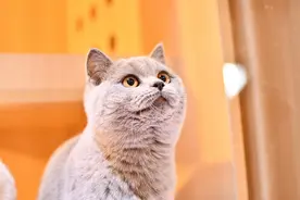 猫咪最近总喜欢望向窗外，它是太孤独了吗？它可能只是单纯喜欢图片