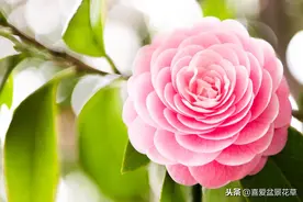 茶花养护之疏蕾图片