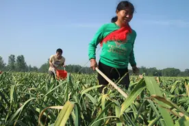 覆膜大蒜的优势有哪些？如何正确覆膜才能优质高产？方法很重要图片