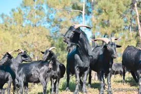 努比亚黑山羊价格萨能黑山羊母羊价格黑山羊小羊羔价格多少钱一只图片