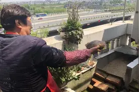 扬州“乌龟奶奶”39年前救下的乌龟，如今已是“儿孙满堂”图片