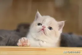超可爱的猫咪小精灵，对小猫咪的爱，没有理由，看到它们瞬间萌化图片