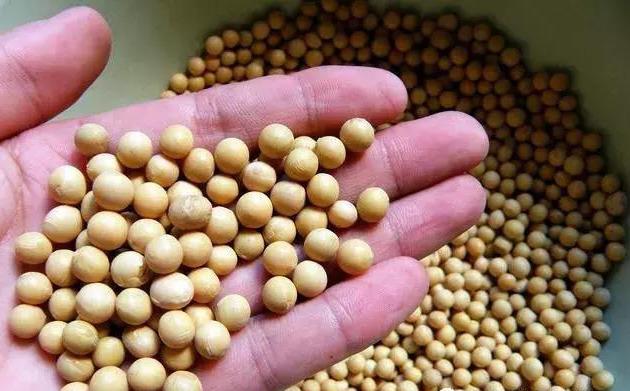 养鸡人都在收藏，农村随处可见廉价中草药，养鸡调理肠道用这些