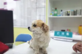 狗狗患上细小，需要1000块的治疗费，铲屎官犹豫再三决定救它图片