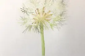 手绘一朵清新脱俗的蒲公英图片
